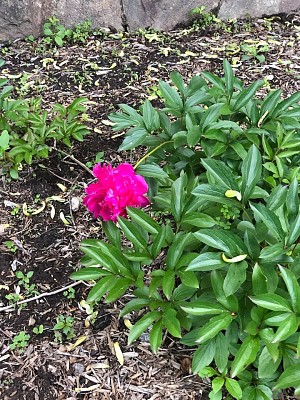 flores