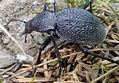 Carabus gigas