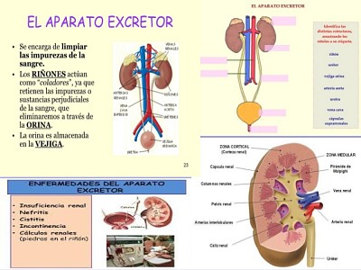 פאזל של Sistema excretor