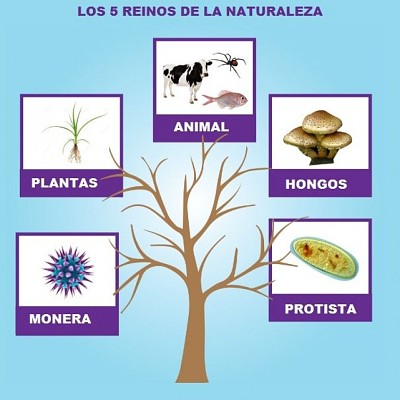 Los reinos de la naturaleza