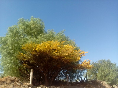 Ã¡rbol floreciendo