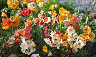 nemesia jigsaw puzzle