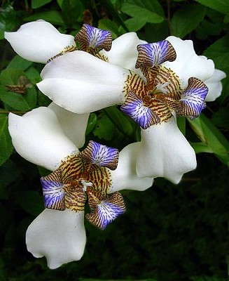 neomarica caerulea jigsaw puzzle