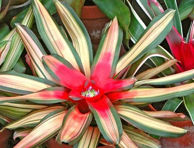 neoregelia