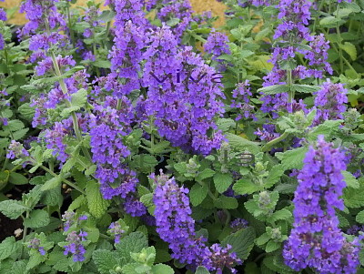 nepeta jigsaw puzzle