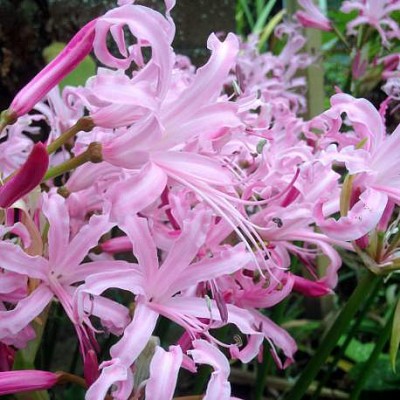 nerine