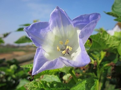 nicandra physalodes