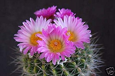 notocactus