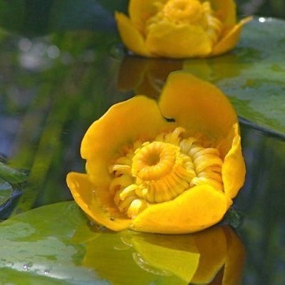 nuphar