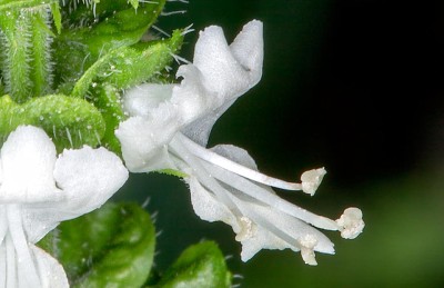 ocymum basilicum