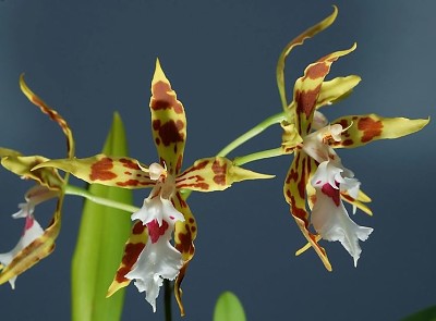 odontoglossum