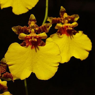 oncidium