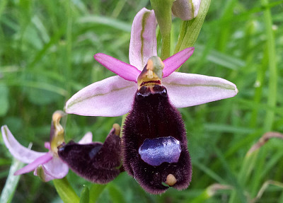 ophrys bertoloni