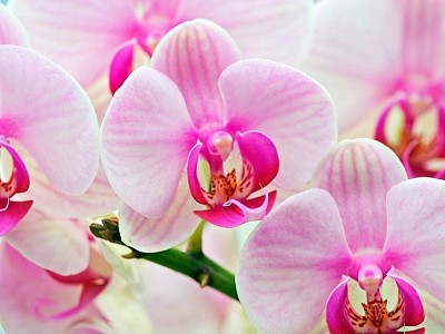 פאזל של orchidea
