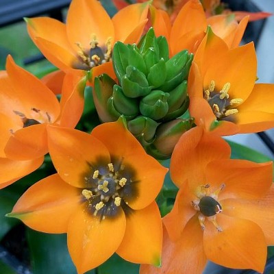 ornithogalum