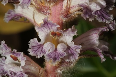 orobanche crenata