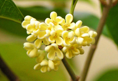 פאזל של osmanthus