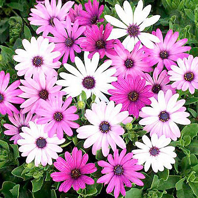 פאזל של osteospermum