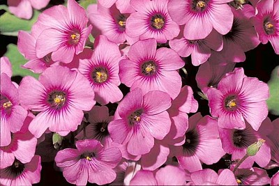 oxalis jigsaw puzzle