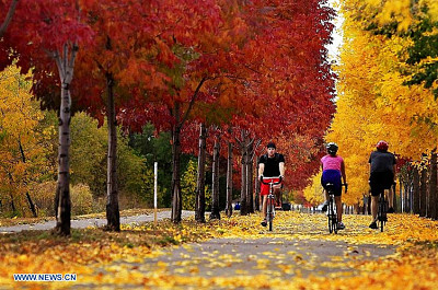 פאזל של otoÃ±o