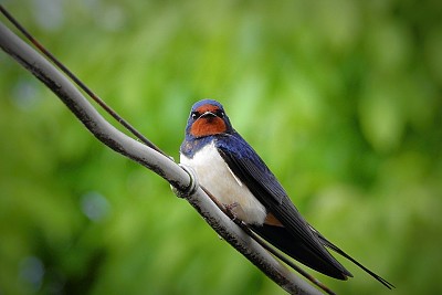 Golondrina comun