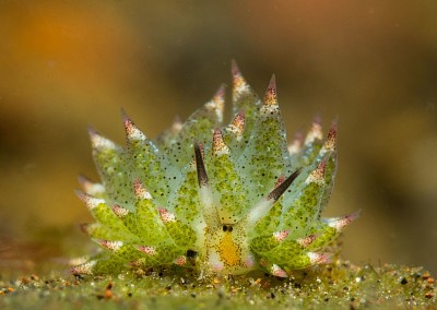 Costasiella kuroshimae