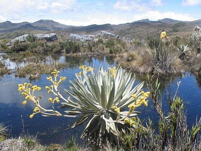 פאזל של FrailejÃ³n