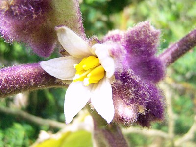 Flor de Lulo