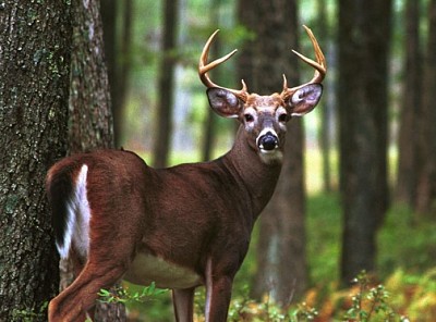 Venado cola blanca