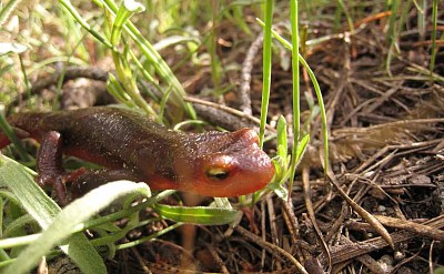 פאזל של Salamandra