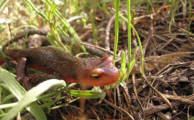 Salamandra