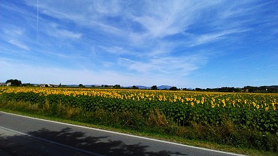 The sunflowers in Assisi
