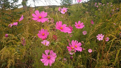 fleurs jigsaw puzzle