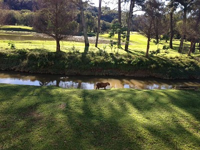 פאזל של Capivara- Curitiba / PR Brasil