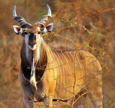 Eland gigante