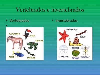 ANIMALES VERTEBRADOS