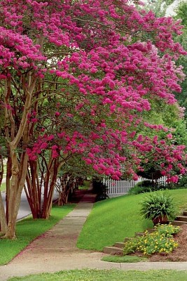 פאזל של flores