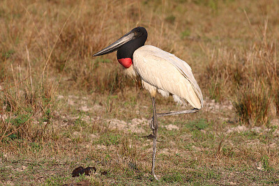 Cicogna jabiru