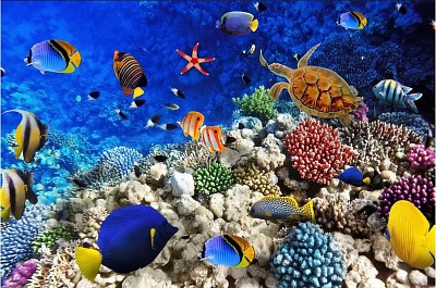 Fondo Virtual Mar jigsaw puzzle