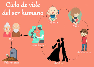 ciclo de vida