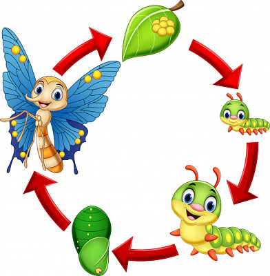 ciclo de vida mariposas