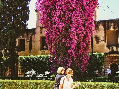 פאזל של Bougainvilea in Andalucia