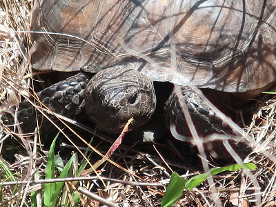 פאזל של Gopher Tortoise