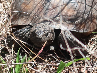 Gopher Tortoise jigsaw puzzle