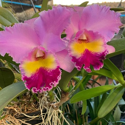 flores