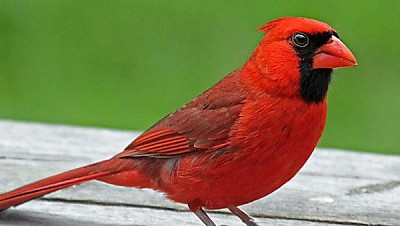 Cardinal