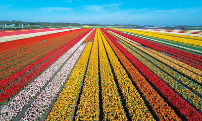 Jardim de Tulipas na Holanda