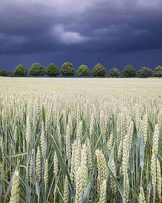 natural jigsaw puzzle