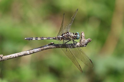 פאזל של Orthetrum trinacria