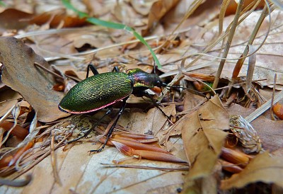 Caribus olympiae